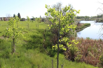 A row of young cottonwood trees
at Connaught Pond.


