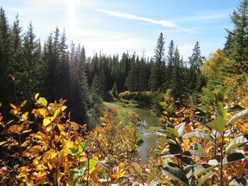 autumn colours on shrubs in the foreground; creek and trees behind