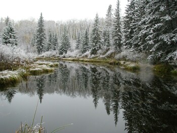 winter scene of oxbow lake surrounded by snowy coniferous trees which are reflecting on the water
