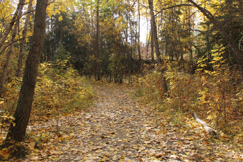 yellow-leaf-covered trail through autumn forest