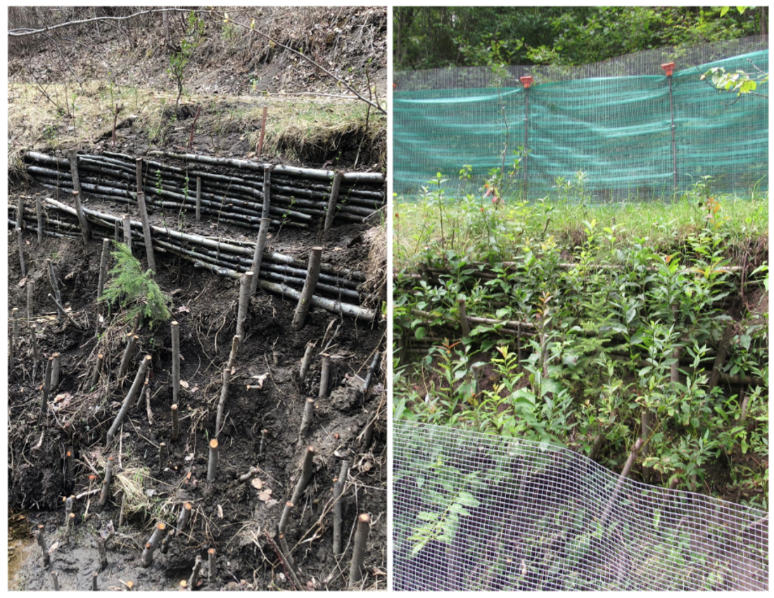 Soil Bioengineering for River Bank Stabilization: Devon