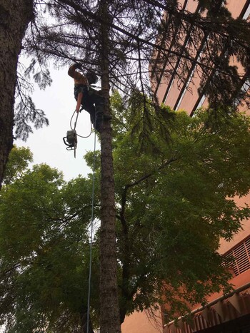 Arborist at work in the RM.